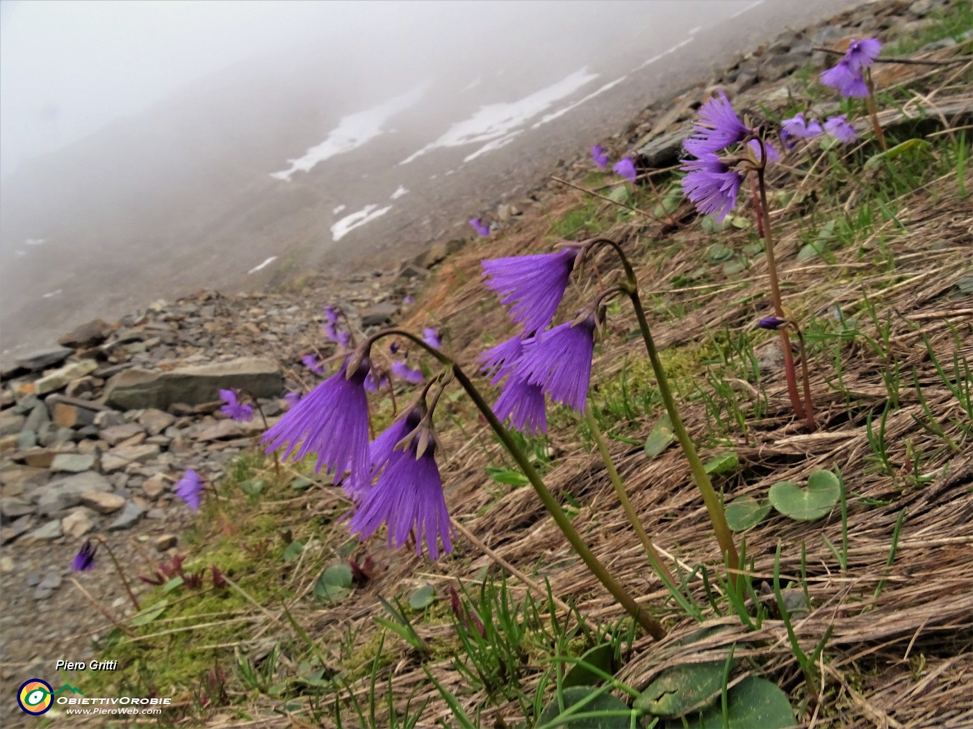 53 Ma poi arriva la nebbia e allora rientro dal 109 con le belle Soldanelle alpine.JPG